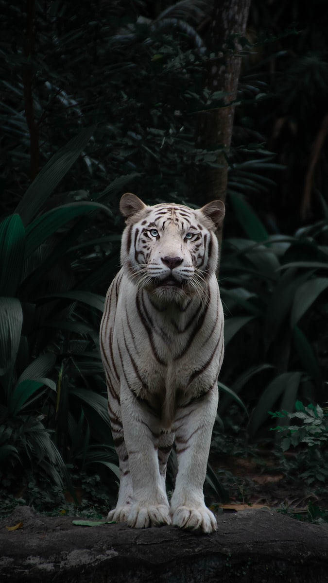 animaux tigre blanc